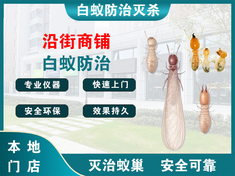 路桥区沿街商铺白蚁防治