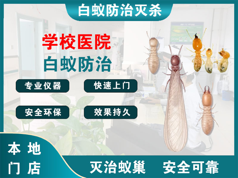 路桥区学校医院白蚁防治