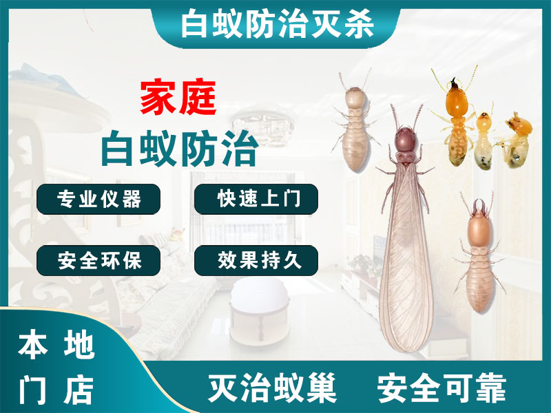路桥区家庭白蚁防治