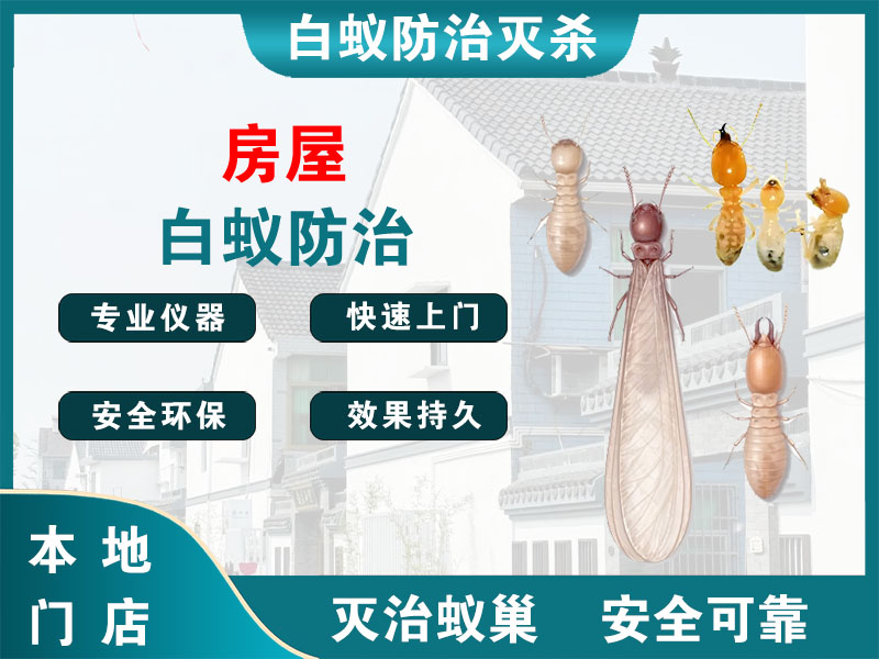 路桥区房屋白蚁防治